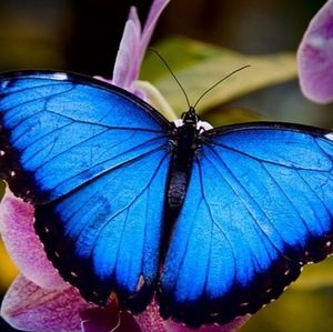 Save this blue butterfly 🦋 for my next showtime